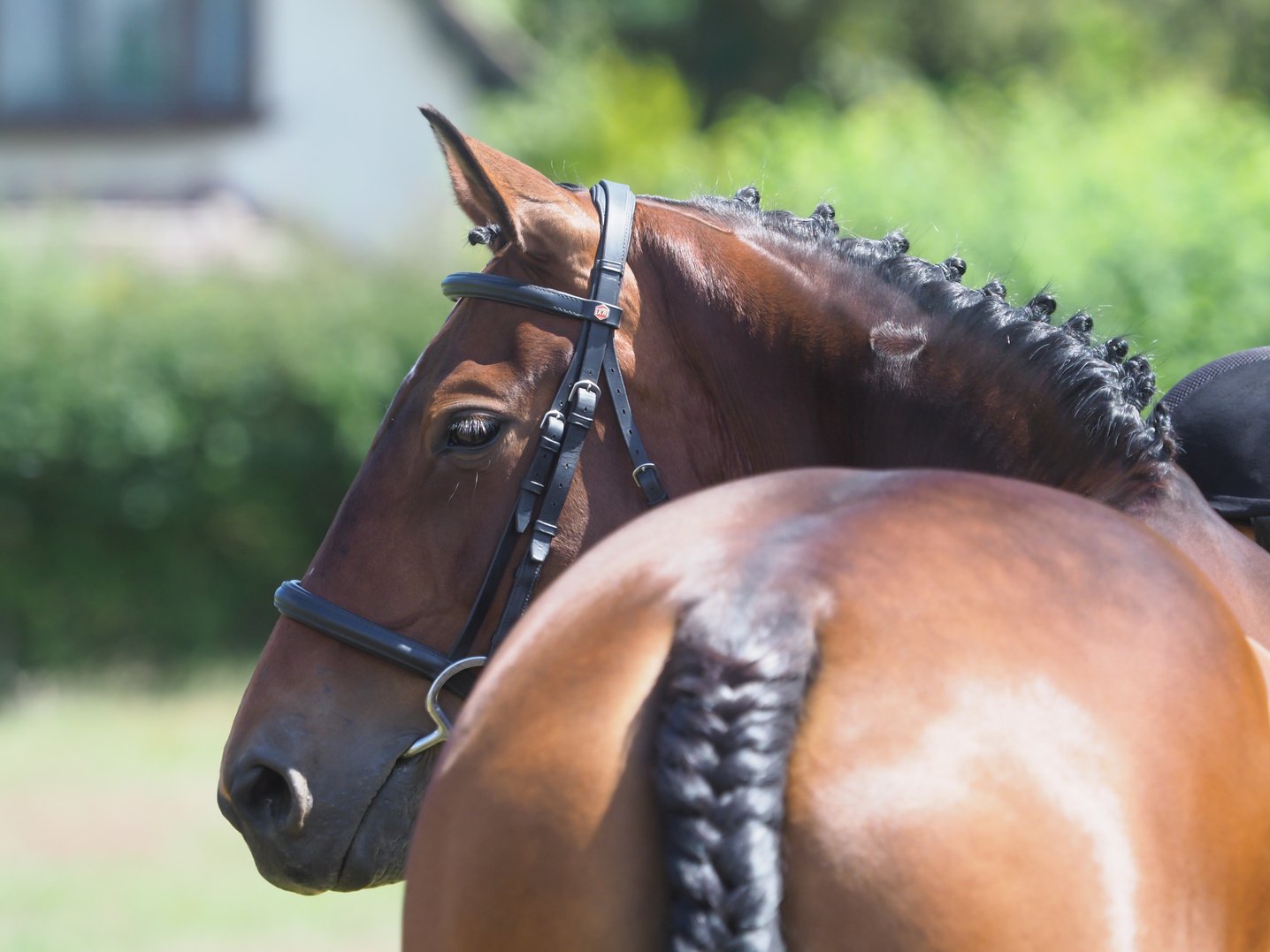 Horse In The Show Ring