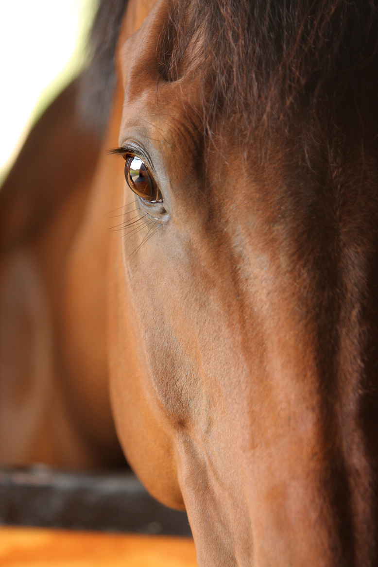 Beautiful horse face and eye.