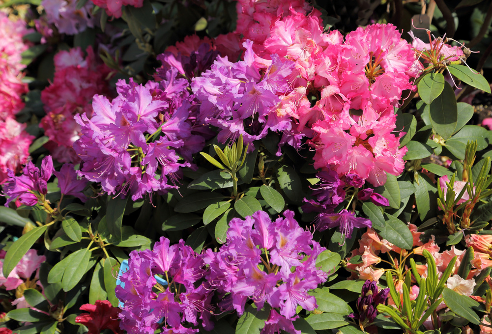 Rhododendron Flower